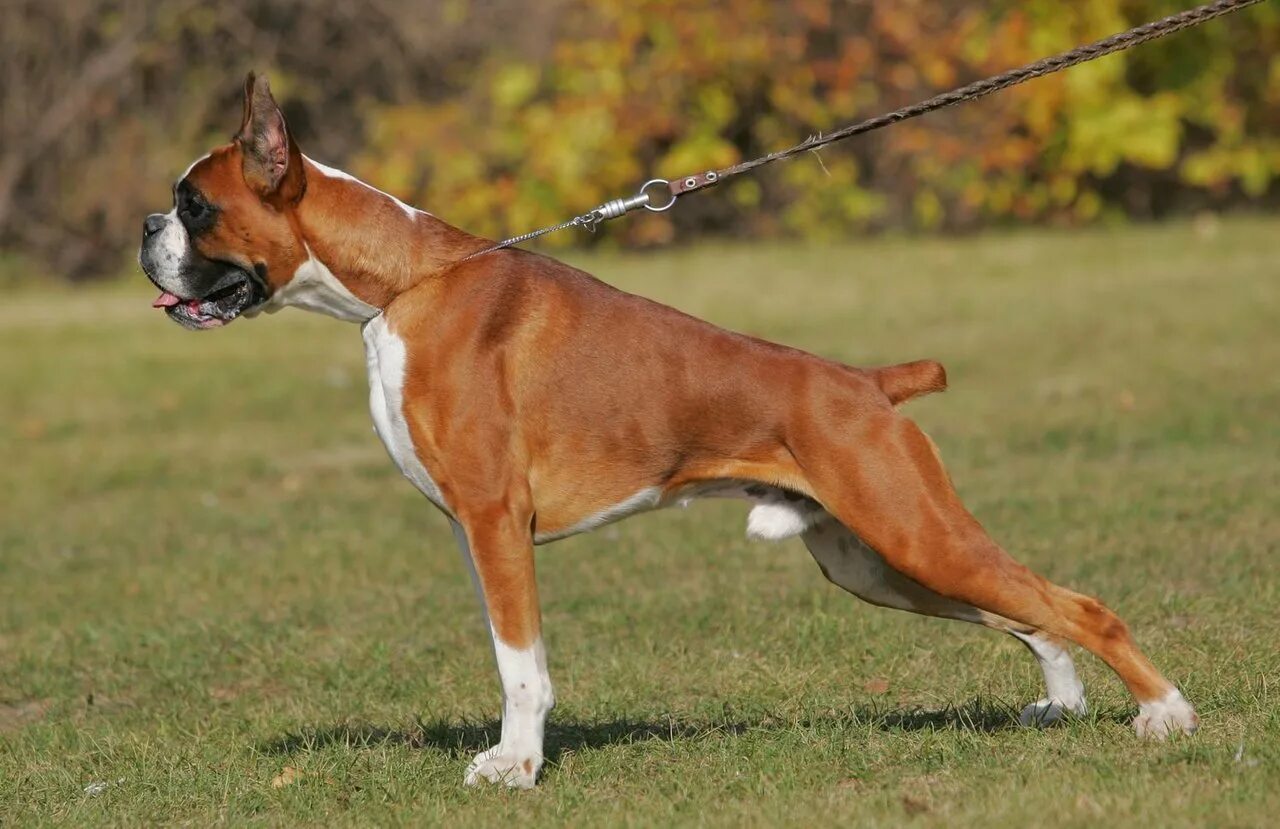 Боксер порода собак. Шотландский боксер собака. Боксер какая собака. Боксер какая собака. Боксер (немецкий боксер).