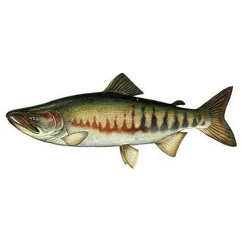 Как выглядит рыба кета рисунок File:FMIB 34155 Red Salmon (Oncorhynchus nerka)  Wikimedia Commons