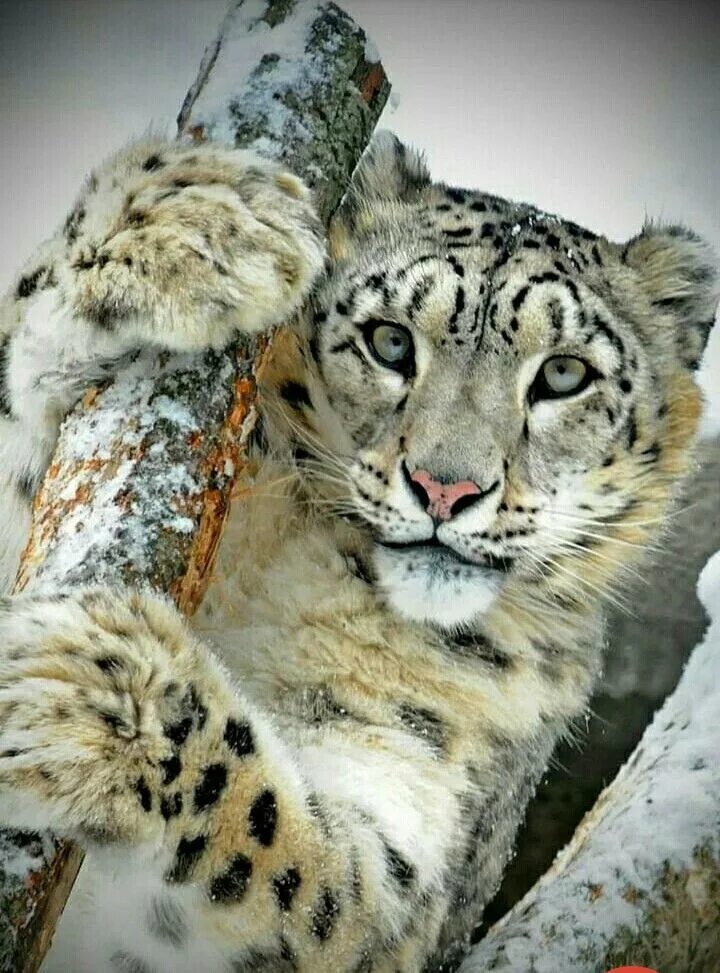 Snow leopard 2