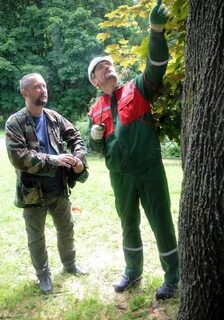 Здоровый лес