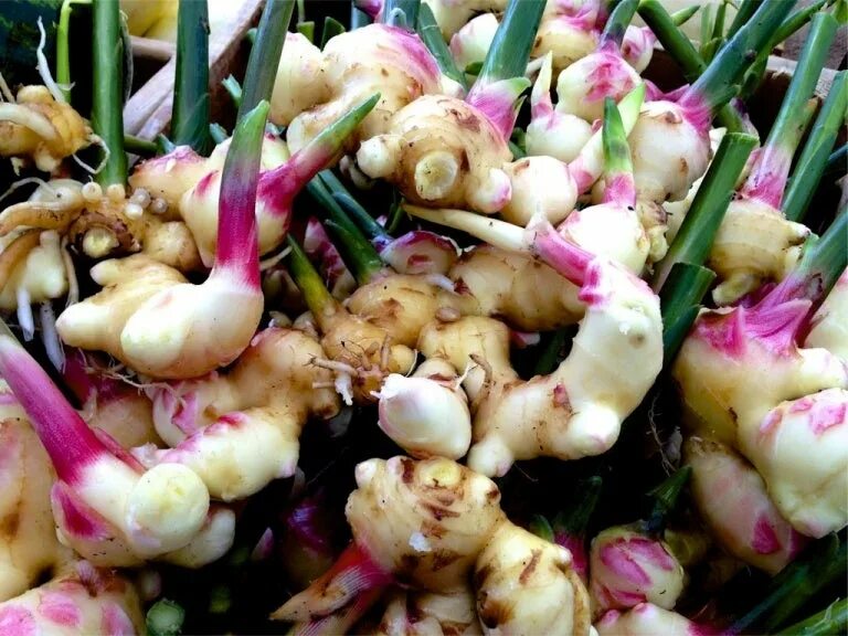 Где растет имбирь в каких странах. Родина имбиря. Дикий имбирь. Имбирь прорастить. Где растет имбирь в каких странах.