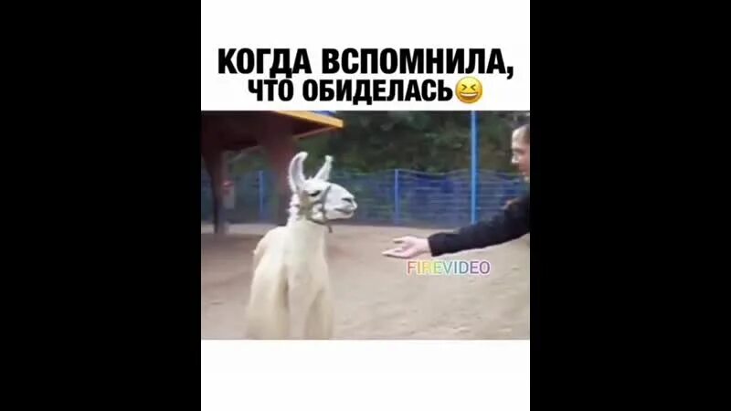 Когда вспомнила что обиделась. Когда вспомнила что обиделась. Лама гиф. Мем сама придумала сама обиделась. Когда вспомнила что обиделась.