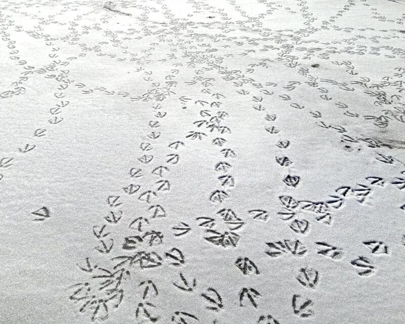Следы голубей. Следы голубя на снегу. следы птиц на снегу. отпечатки птичьих следов на снегу. следы на снегу горлица.