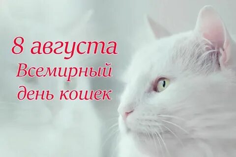 Августа день кошек