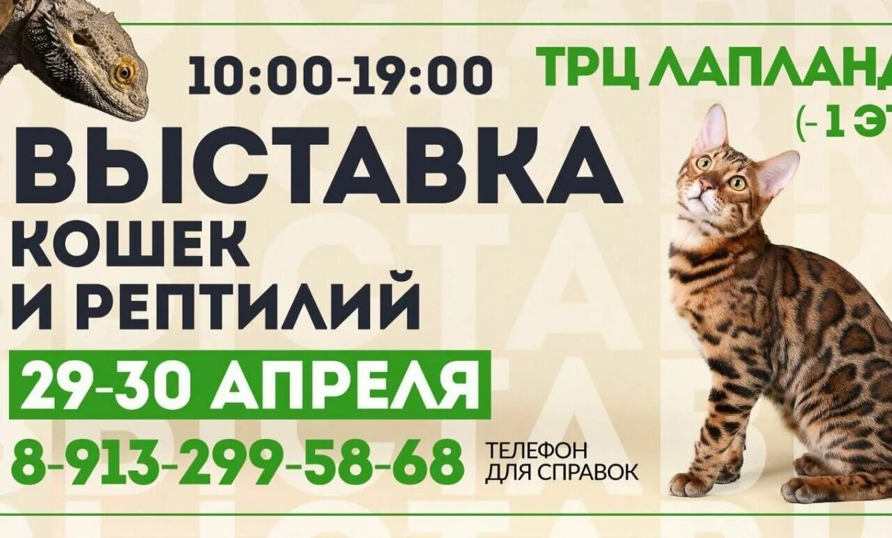 Выставка кошек курск. Выставка кошек в ярославле. Выставка кошек и рептилий кемерово. Выставка кошек. Выставка кошек и рептилий кемерово.