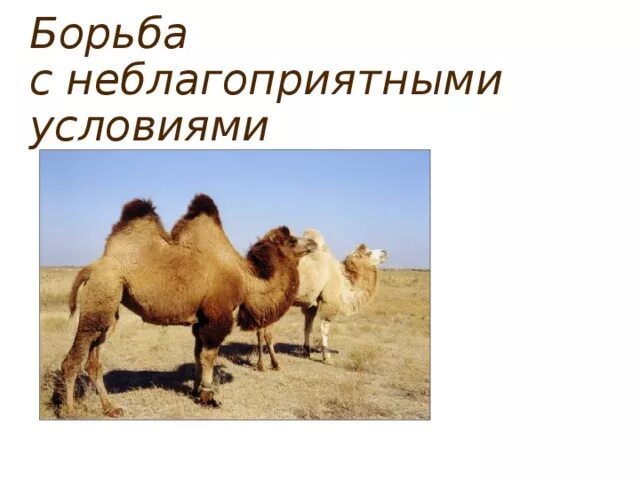 Борьба с неблагоприятными условиями примеры животных. Борьба с неблагоприятными условиями. борьба с неблагоприятными условиями у растений. борьба с неблагоприятными условиями окружающей среды. борьба с неблагоприятными условиями внешней среды.