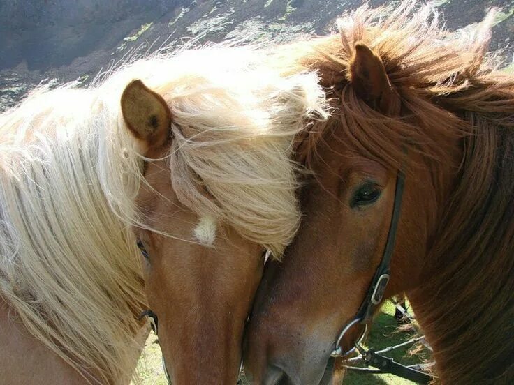 Пин от пользователя PHOTOS ARE US ! на доске AMAZING HORSES !!! Лошадь обои, Кра