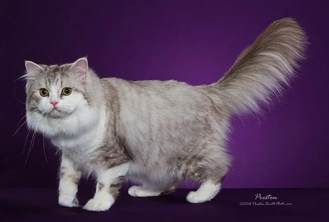 Ragamuffins are big, affectionate cats who love following people around and are 
