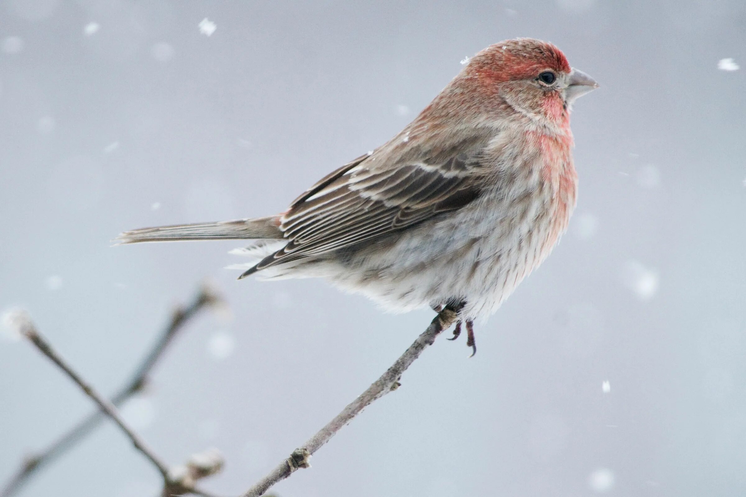 зимующие и перелетные птицы для дошкольников. птица на букву д 7 букв. птицы для детей на английском. птица на букву д 7 букв. птица на букву е.
