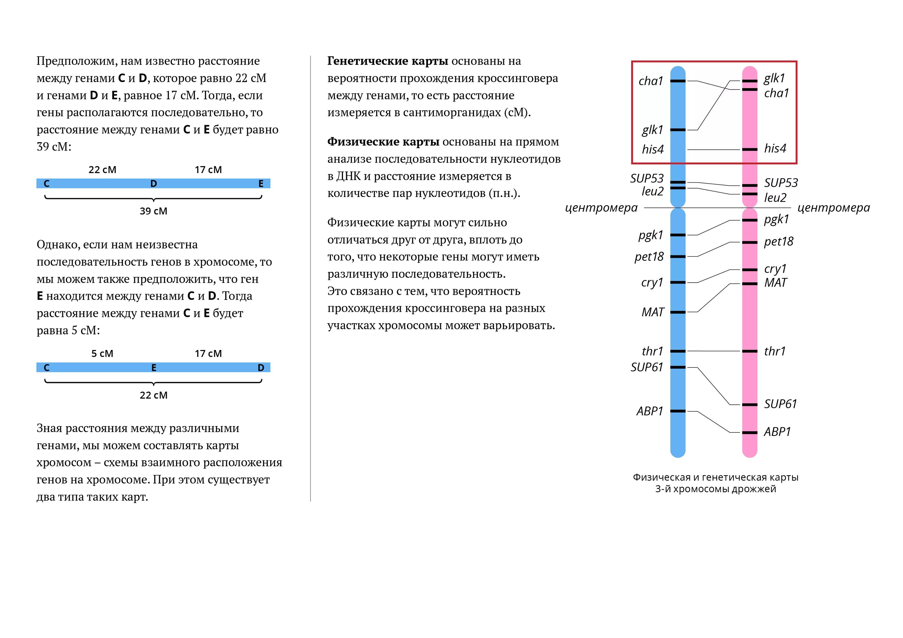 Местоположение гена в хромосоме. Как измерить расстояние между генами. Расстояние между генами в хромосоме формула. Схема взаимного расположения генов в хромосоме составляющих одну. Расположение генов в хромосомах.