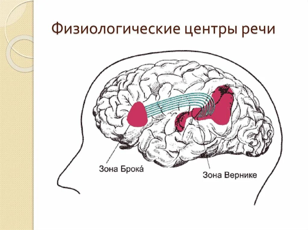 Speech brain