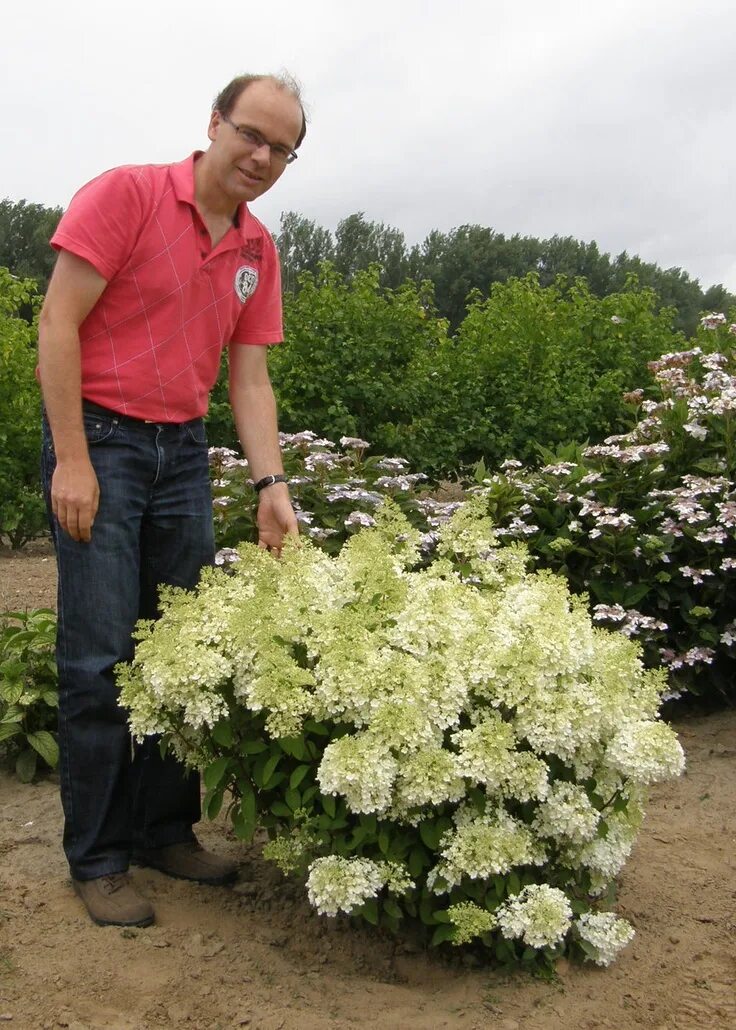 Гортензия метельчатая Бобо (Hydrangea paniculata Bobo) , купить гортензии метель