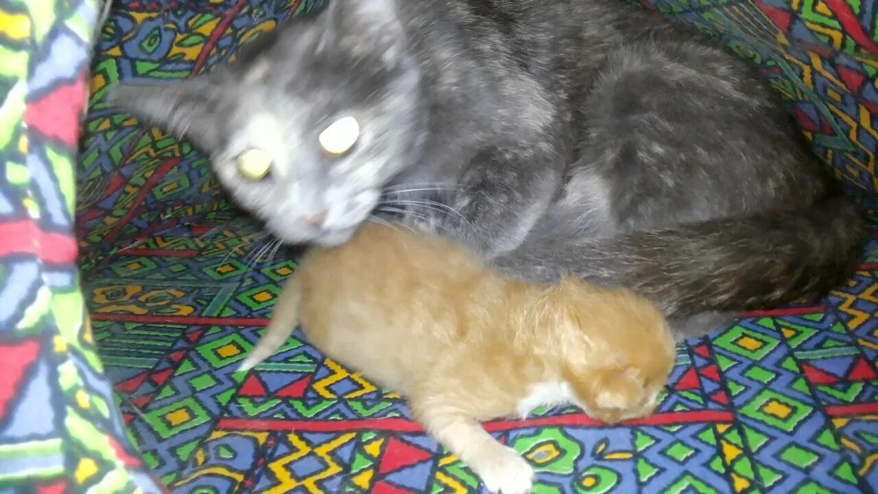 Породистая кошка рожает котят. Котенка только 1. Могут ли у кошки родиться
