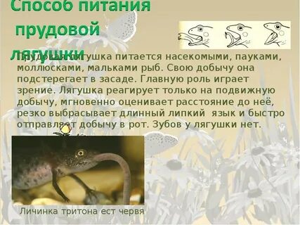 Какими насекомыми питается лягушка