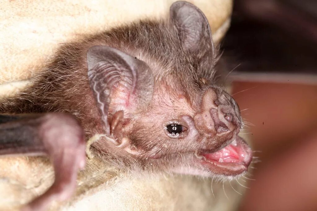 носик крысы