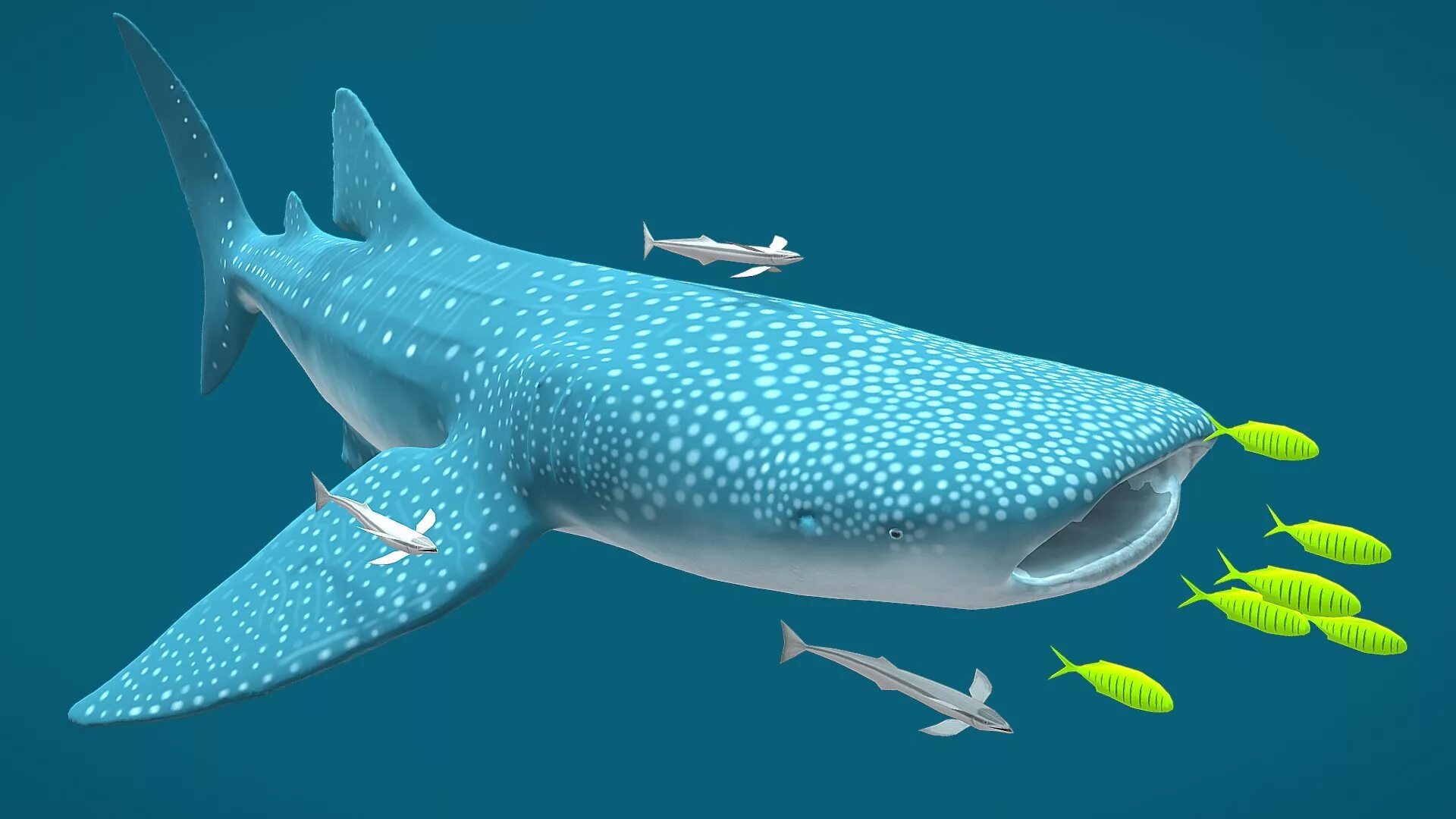 Rekin 3d. Китовая акула референс. Большая китовая акула. Акула Whale Shark. Надкласс китовая акула.