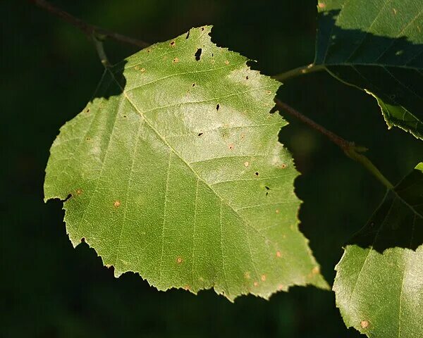 What are the benefits of birch leaves - application and recipes