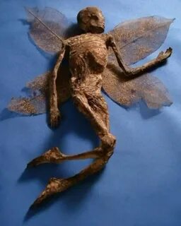 Есть ли феи на самом деле или это сказка: смотрите и скачивайте изображения  — Яндекс Картинки