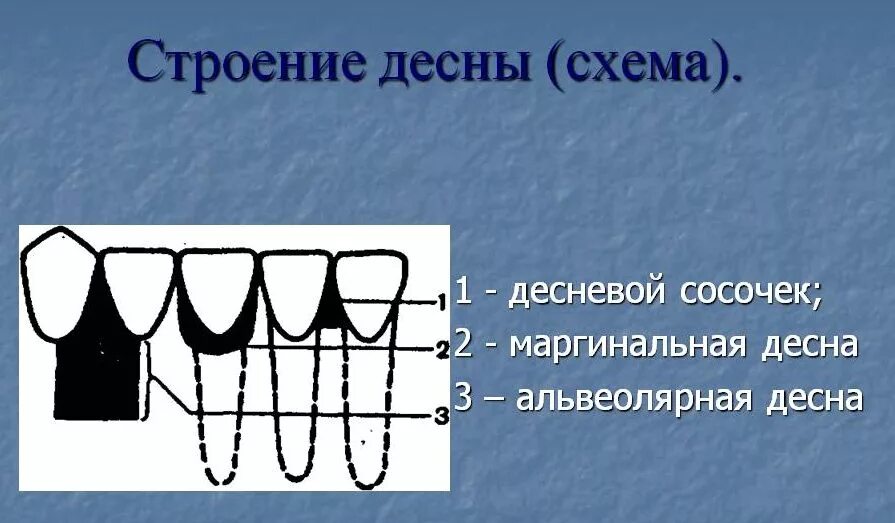 Десна маргинальная альвеолярная свободная. Анатомическое строение десны. Маргинальная часть десны.