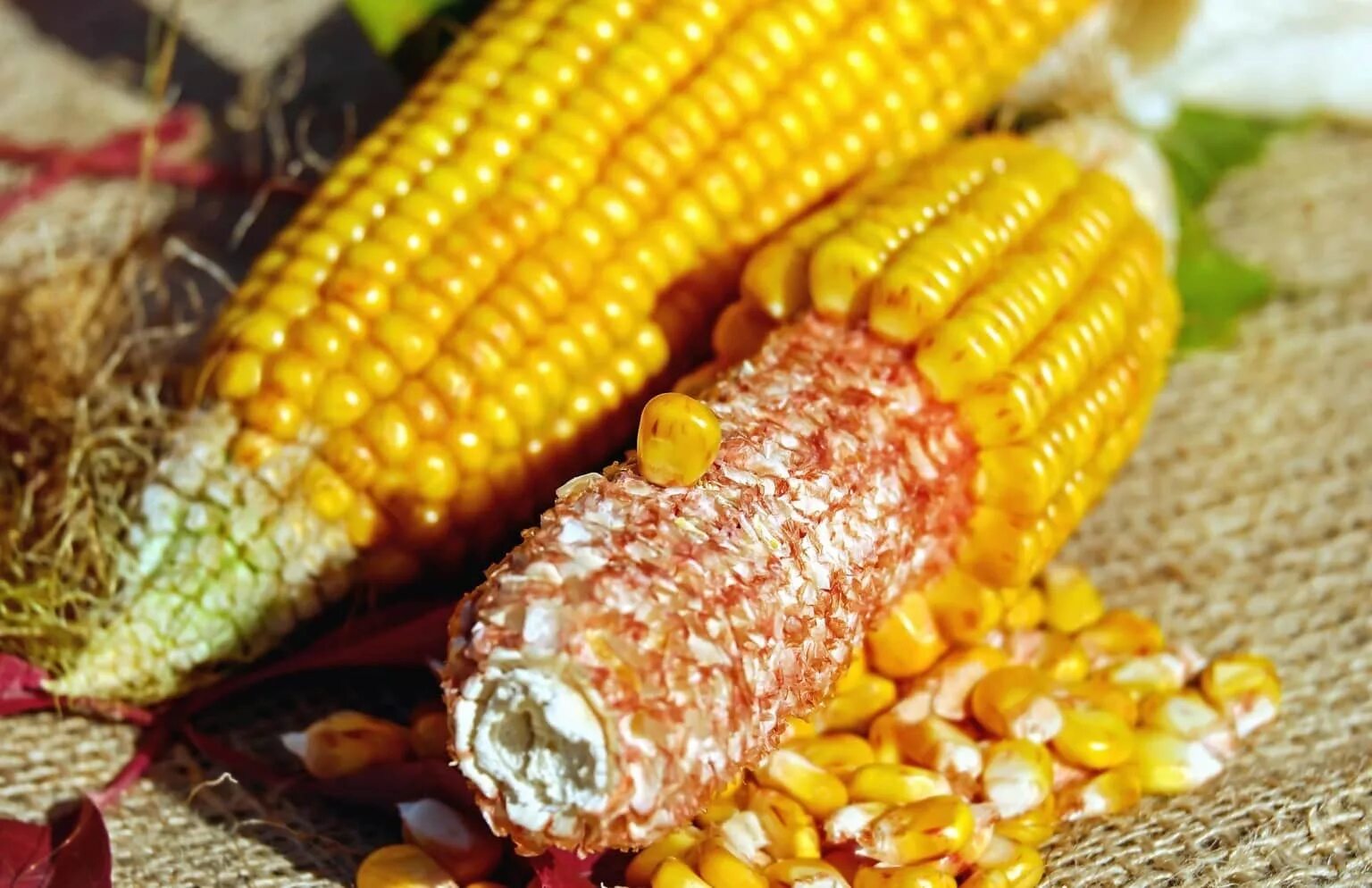 Фото кукурузы. Кукуруза початок. Кукурузная кочерыжка. Кукурузные початки 220г в/у (Sweet Corn). Зерна в початке кукурузы.