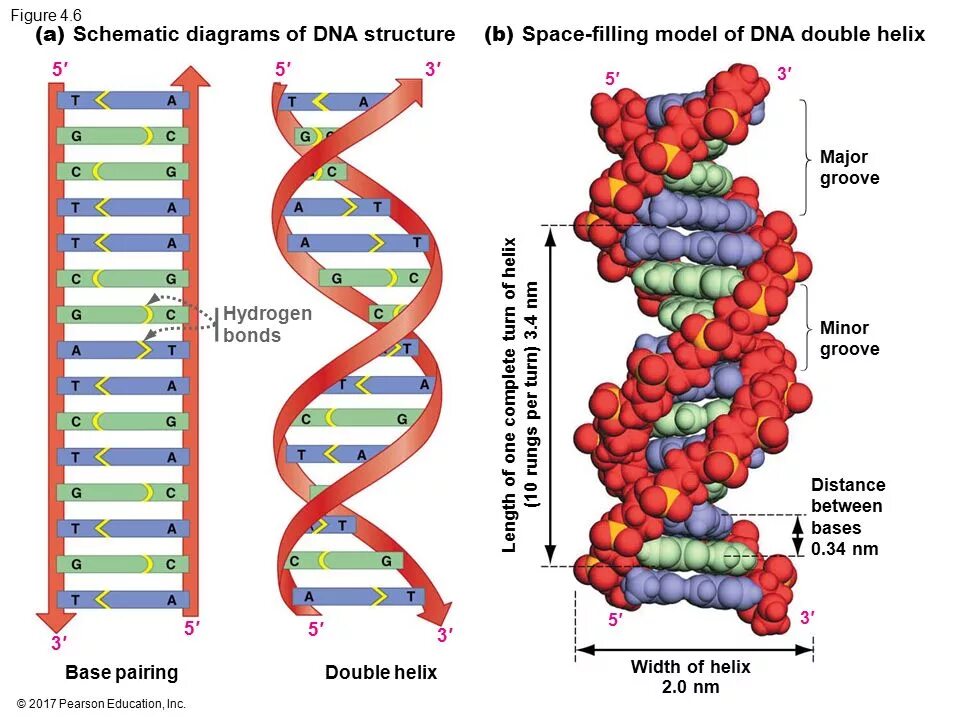 DNA Double Helix. Major Minor Grooves of DNA. Minor and Major Groove. Minor and Major Grooves in DNA.