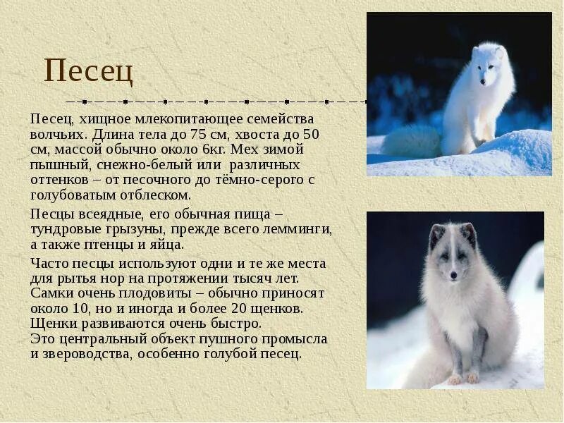 Полярный песец описание для детей. Краткая информация о песце. Песец описание. Сообщение о песце. Песец для детей описание.
