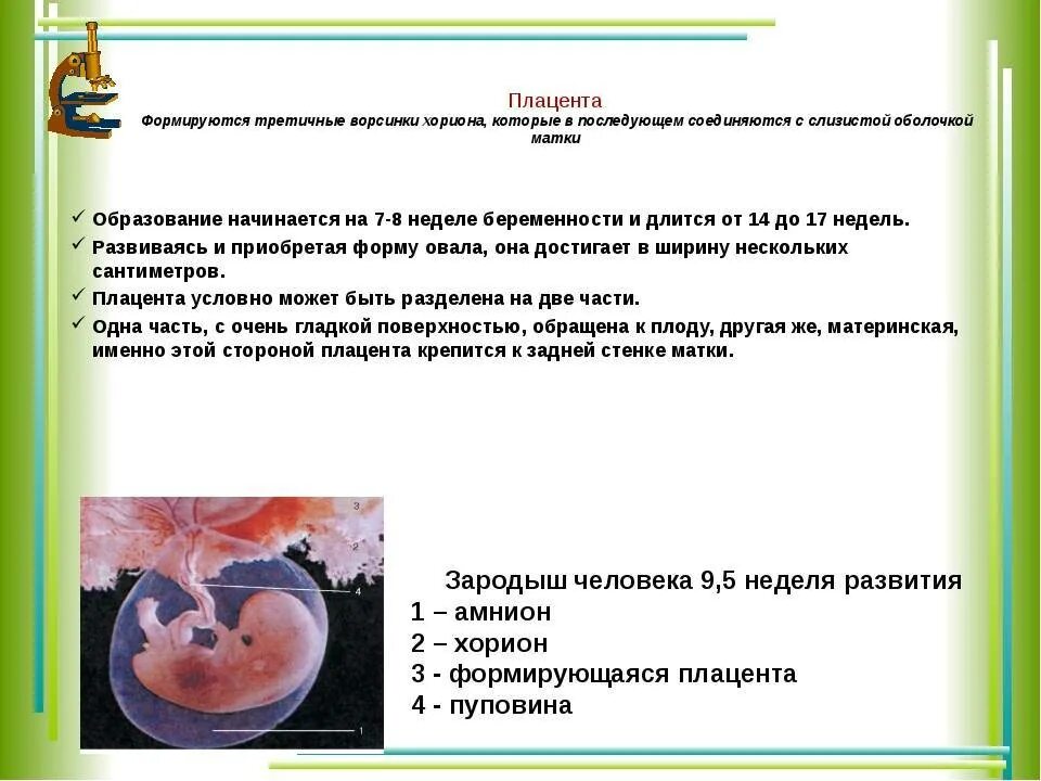 На какой неделе формируется. Когда формируется плацента. Сроки формирования плаценты. Сроки окончательного формирования плаценты. Срок образования плаценты.