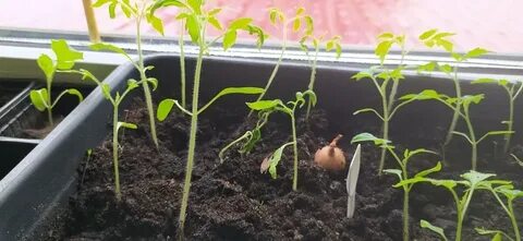 Чтоб не вытягивалась рассада помидор что делать