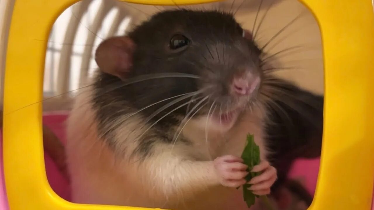 Что едят крысы. Крыска с едой. Сырные крысы. Крысы домашние. Мышь кушает.