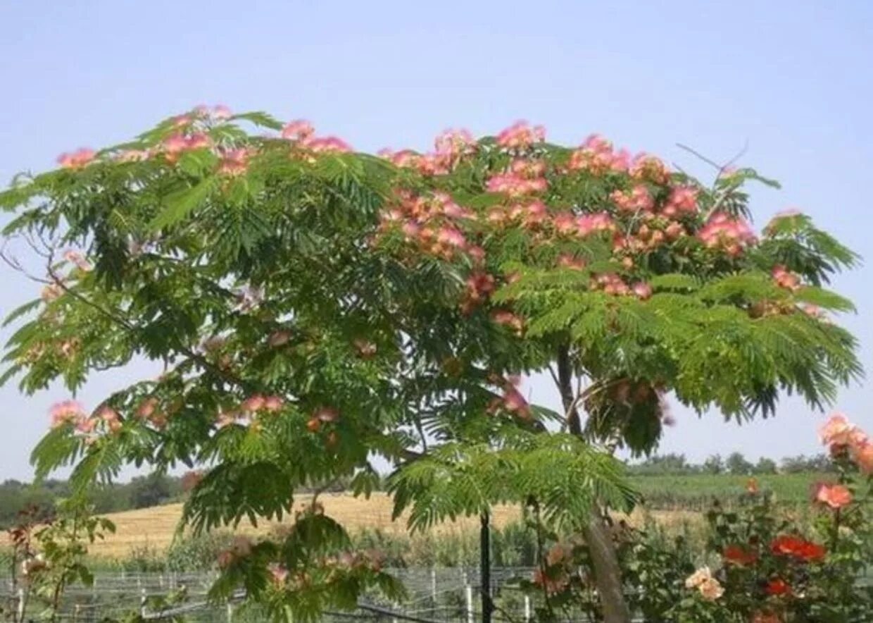 робиния ложноакациевая.