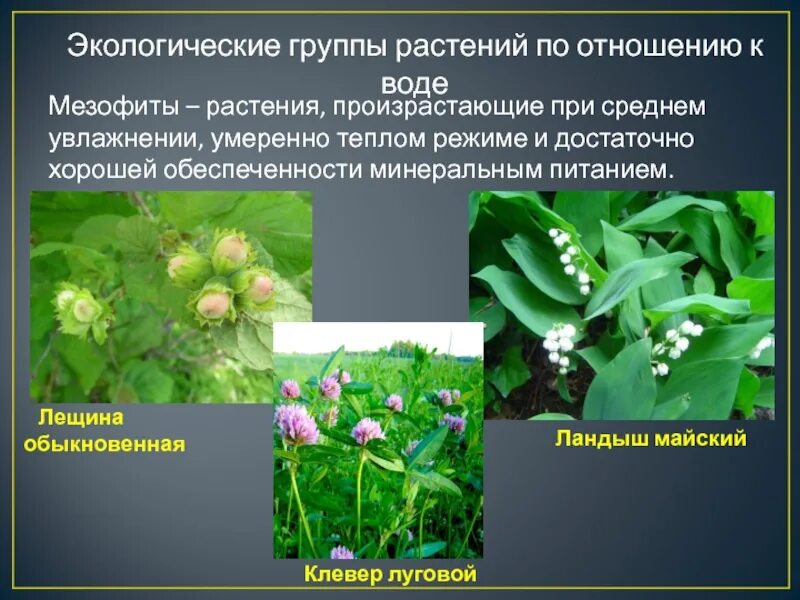 Растения разных экологических групп. Растения по отношению к воде. экологические группы растений по отношению к воде. растения мезофиты.