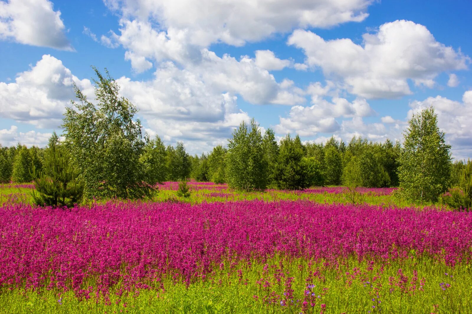 Картинки летия. Лето. Красивое лето. Природа летом. Летние краски природы.