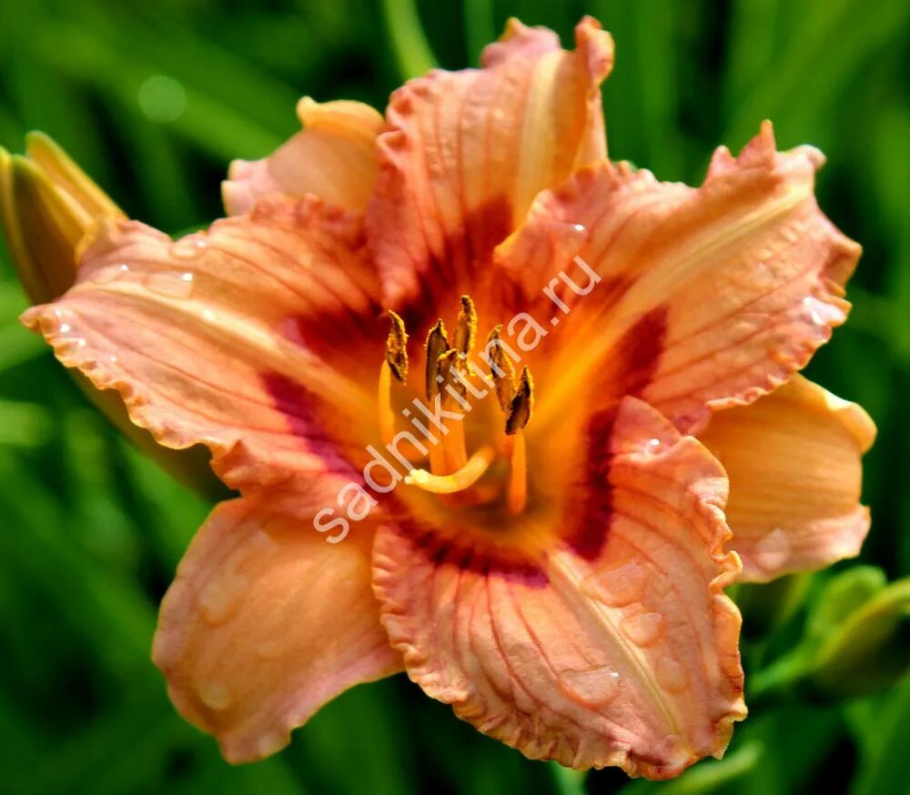 Лилейник глори. Лилейник лонгфилдс Глори. Лилейник Longfields Glory. Hemerocallis (лилейник) Longfields Glory. Химеракалис Лонг Филдс Глори.