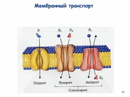 Активная мембрана