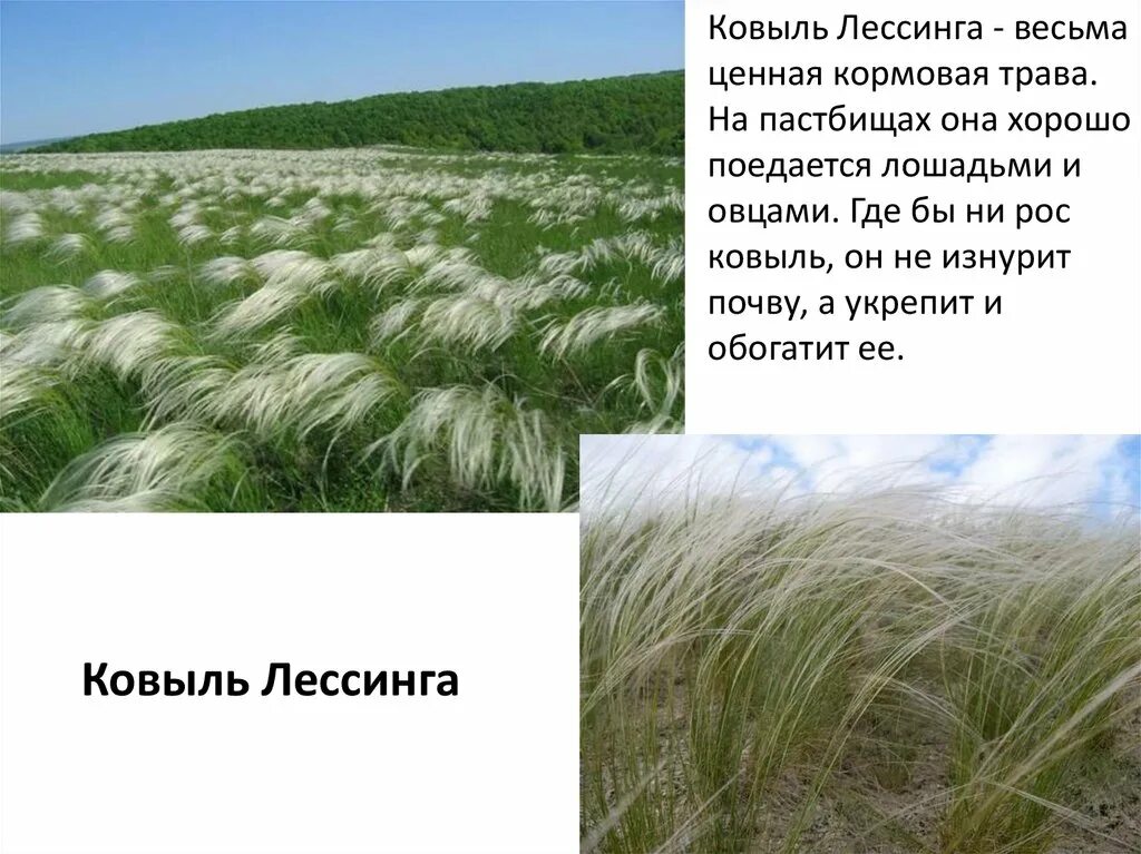 Трава ковыль фото как выглядит растение Ковыль фейерверк (72 фото) " НА ДАЧЕ ФОТО