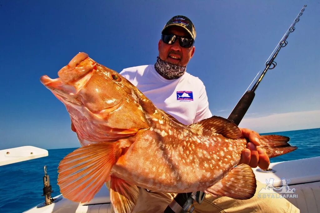 Групер в крыму. Групер Голиаф рыба. Красный Групер рыба. Epinephelus Morio. Рыба Групер съедобная.