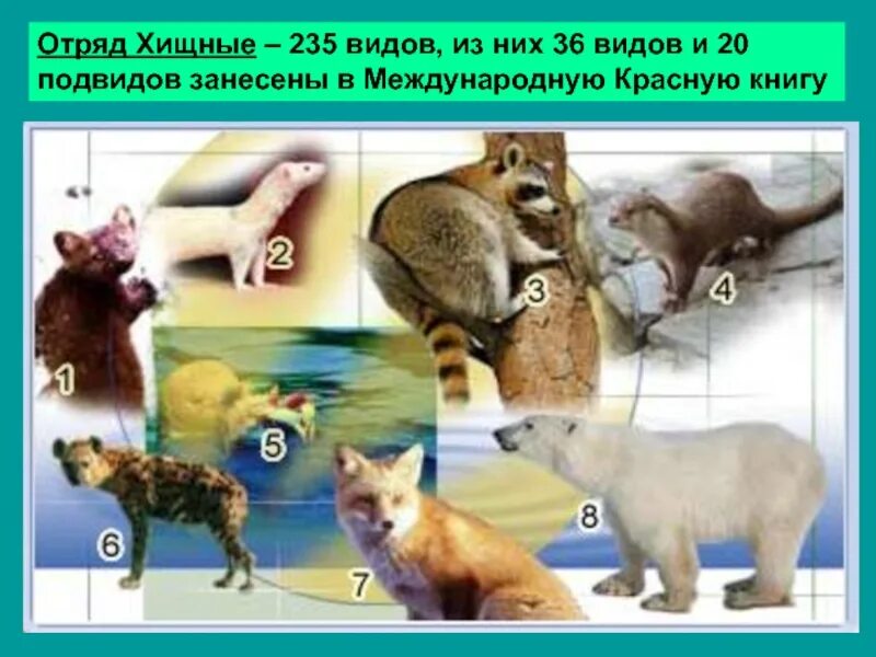 Млекопитающие высшие животные. Плацентарные отряд хищные. хищные млекопитающие отряд плацентарных. высшие млекопитающие хищники. классификация хищников.