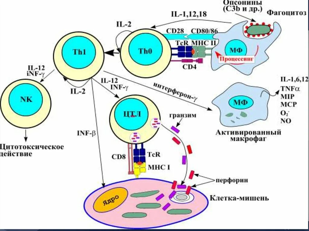 Цитотоксический иммунный ответ. Схема т клеточного иммунного ответа. Схема клеточного и гуморального иммунного. Клеточный иммунитет и гуморальный иммунитет схема. Клеточный и гуморальный ответ схема.
