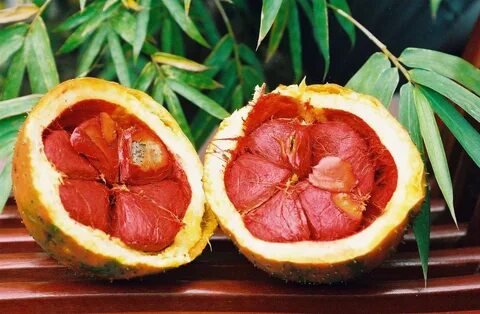 Вкусный плод с ужасным запахом