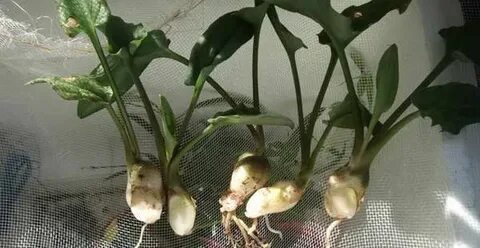 Комнатные растения с клубнями