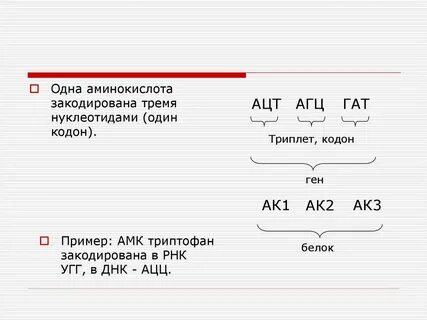 1 аминокислота 3 нуклеотида 1 триплет