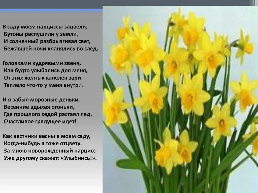 Почему любят нарциссов. Описание весенних цветов. Растения весенних цветников названия. Описать весенний цветок. Зацвели нарциссы.