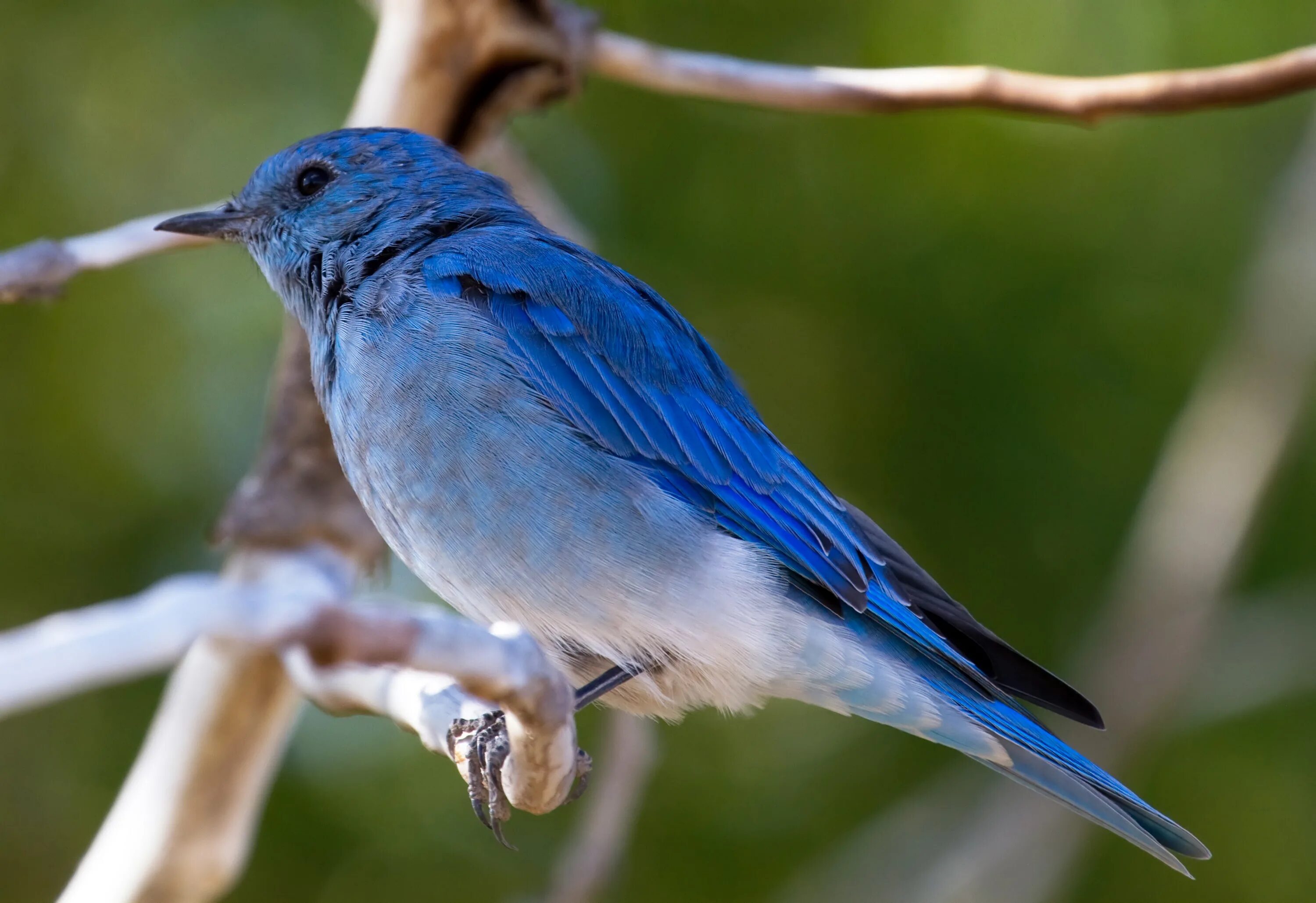 Wiki bird