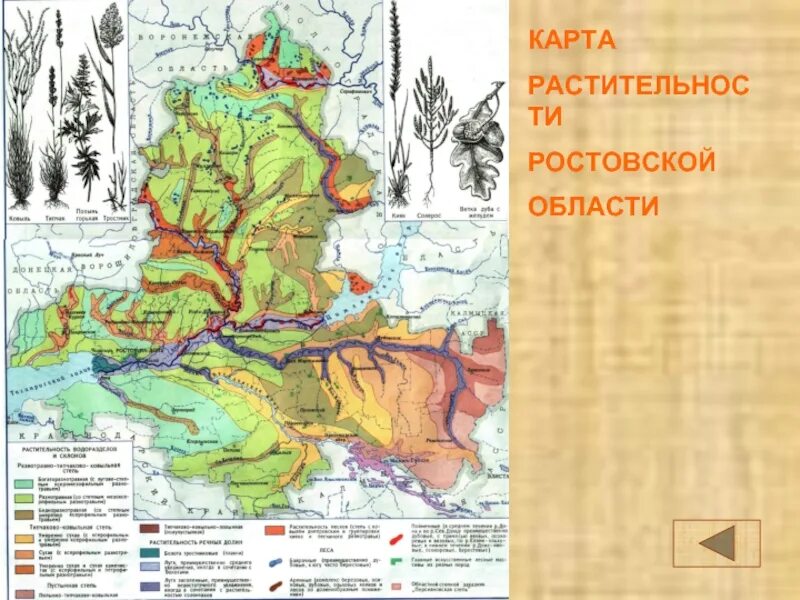 Какой грунт в ростовской области. Растительный мир Ростовской области карта. Карта растительности Ростовской области. Карта лесов Ростовской области. Карта почв Ростовской области.