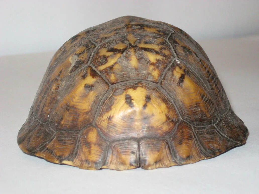 Tortoise Shell. Панцирь черепахи текстура. Шкурка черепашка. Сь черепаха.