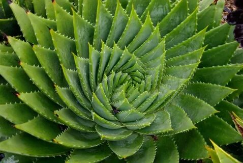 Age plant