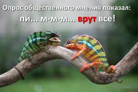 Хамелеон владикавказ