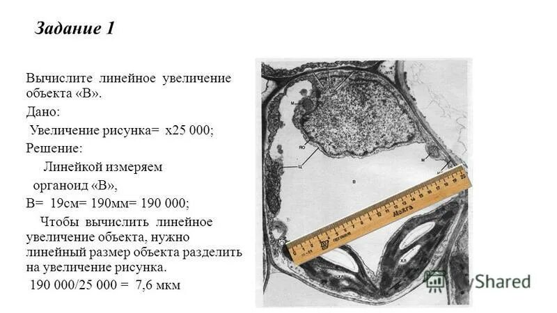 Органоиды клетки на рисунке буквой. Расчет линейного увеличения органелл. Задачи на расчет линейного увеличения органелл. Линейное увеличение объектива формула. Расчет линейного увеличения органелл.