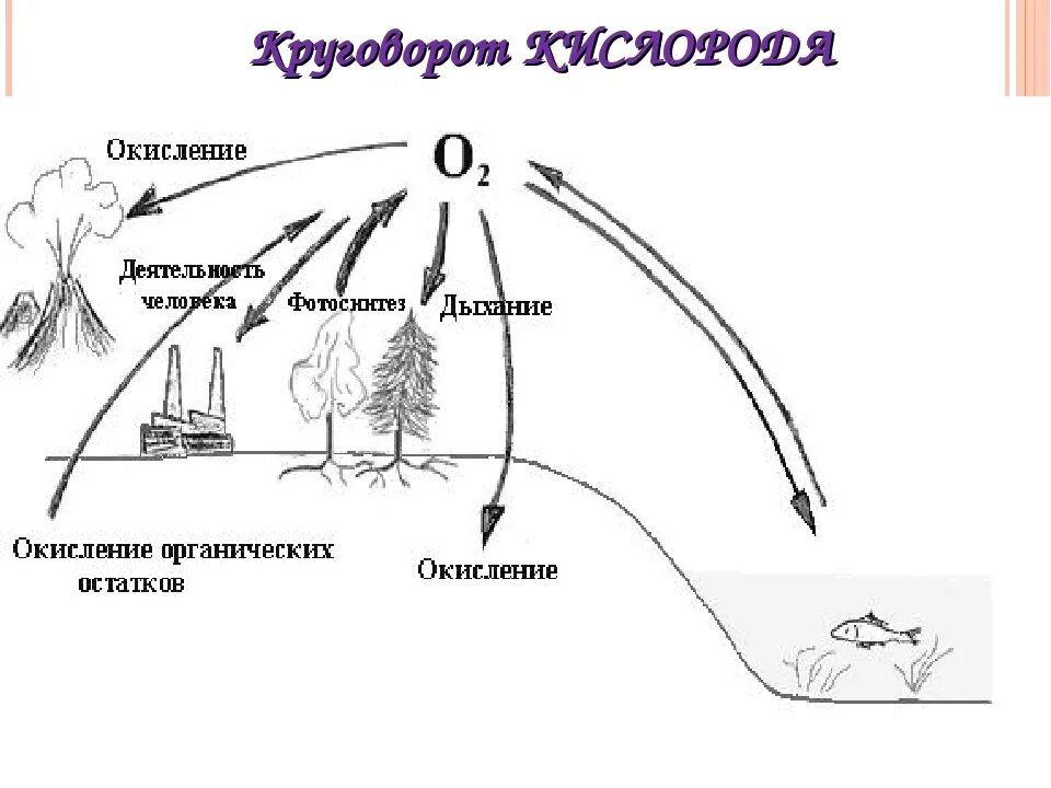 Круговорот кислорода процессы. Круговорот кислорода в природе схема. Малый биогеохимический круговорот веществ. Круговорот кислорода в природе биология 9 класс. Круговорот кислорода схема 9 класс.