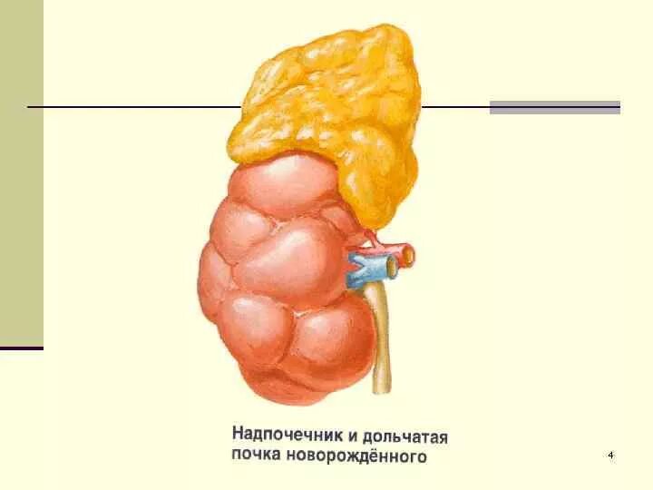 Надпочечники плода. Мозговое вещество надпочечников гистология. Особенности строения надпочечников. Надпочечники рисунок. Надпочечники плода.